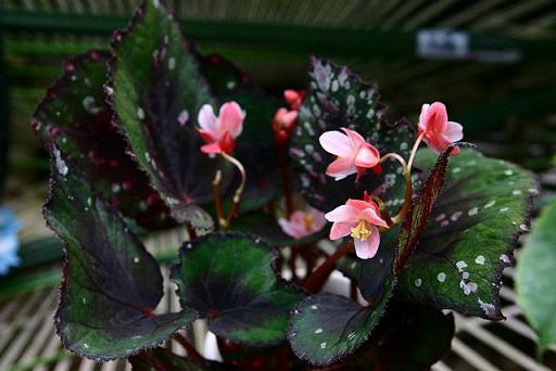 B. ‘Natsumatsuri’